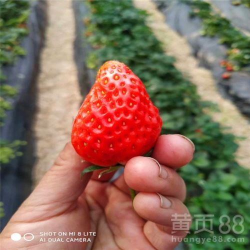 北京黄页88网