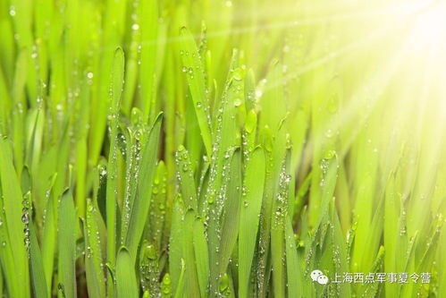 孩子厌学的心理分析与家庭应对四