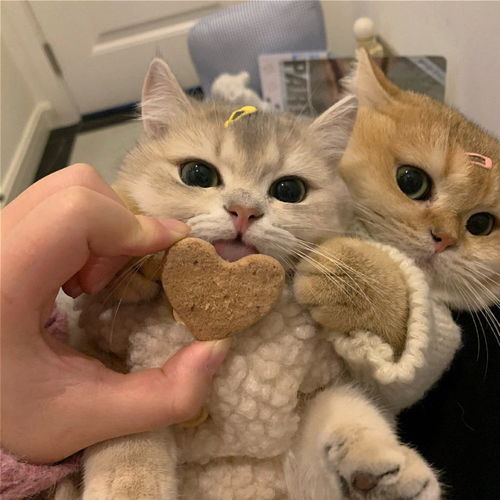 可爱猫咪情头总结了一些特别有幸福感的小事