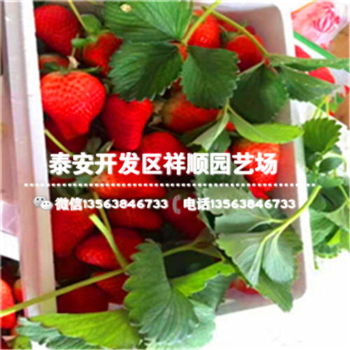 宁夏甜宝草莓苗批发什么价格宁夏甜宝草莓苗最新报价-黄页88网