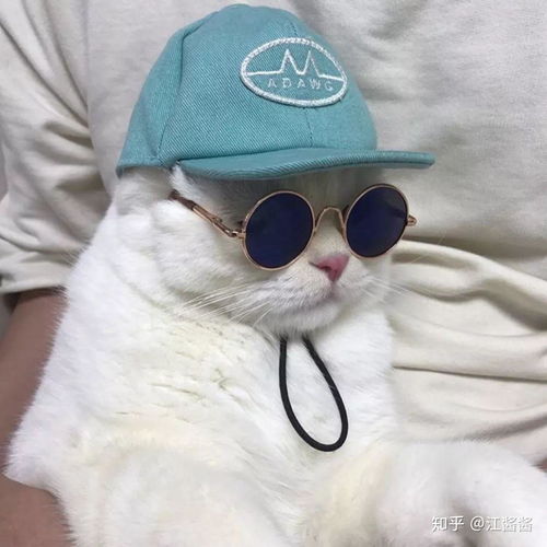 求带眼镜的猫咪头像像这张图一样