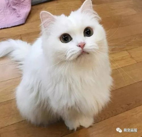 一枚长相标致的白猫,有点淑女的赶脚