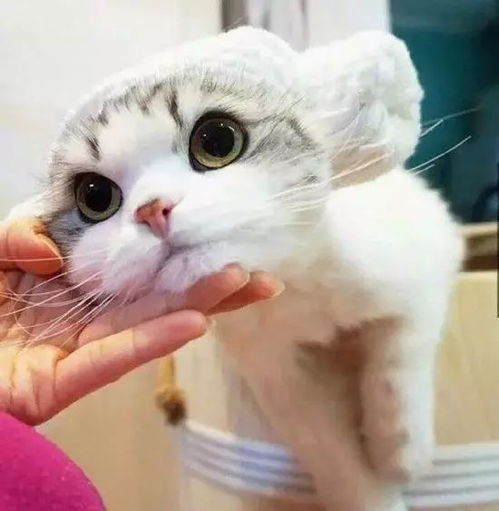 可爱到爆的猫咪,实在受不了了
