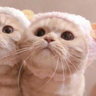 超可爱的猫咪情侣头像
