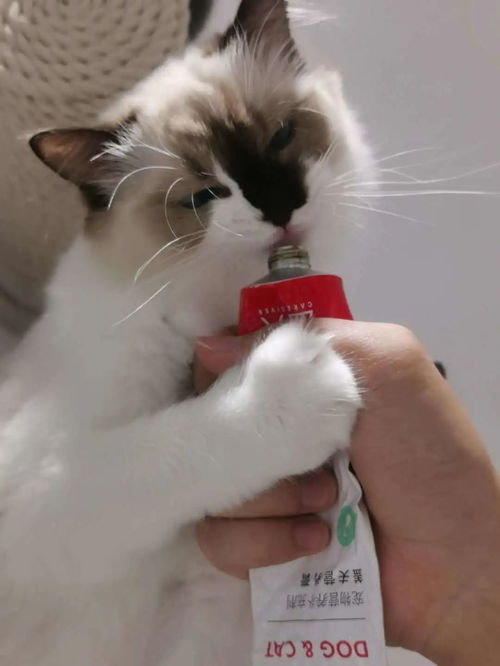 猫咪治愈系头像抚摸