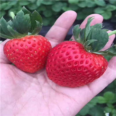 巧克力草莓苗报价农民自产自销巧克力草莓苗