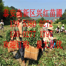 网络114