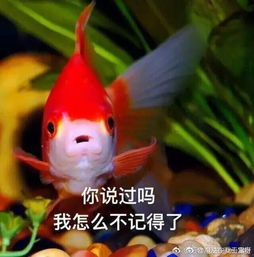 男友送女友99朵玫瑰两天后却被女友3元1朵卖出