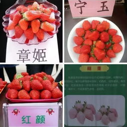 自贡草莓地图来啦一起品尝冬日甜蜜的味道