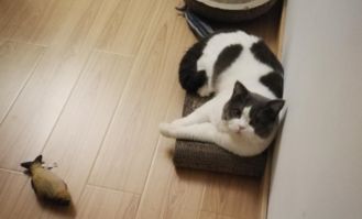 治愈系猫咪vs致郁系猫咪,每种喵星人都有被喜爱的理由