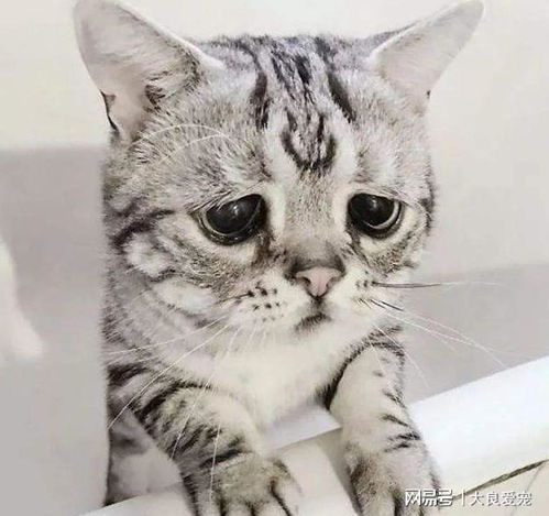 五次搬家后,我家猫咪猝死了