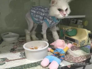 濒临死亡的猫咪被一女子霸气领走,后来却变成模样