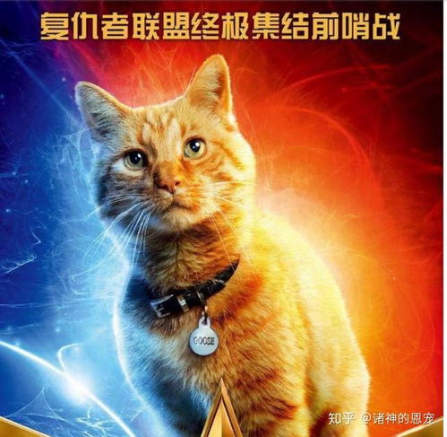 猫系女友头像动漫惊奇队长