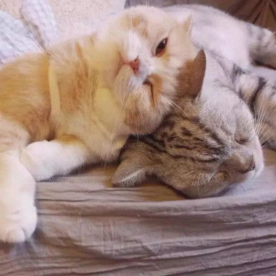 可爱猫咪情头你的眼睛是银河不落星系,你的呼吸仿佛是海浪风起腾讯新闻