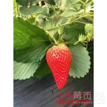 昌平甜查理草莓苗章姬草莓苗咨询电话-黄页88网
