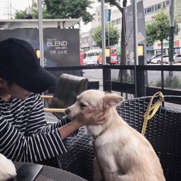 喜欢宠物的帅气暖男头像治愈系为了爱情哭过笑过