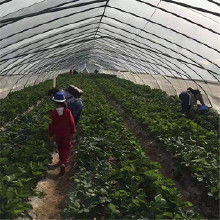 大棚红颜草莓苗价格大棚红颜草莓苗批发大棚红颜草莓苗厂家hc360慧聪网