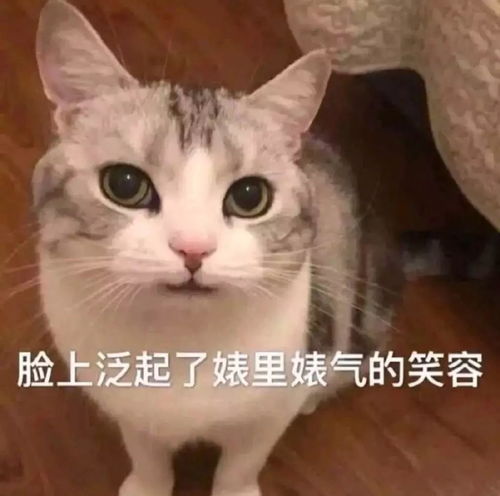 正儿八经的dr大热猫系犬系妆容大pk,秒变女神范