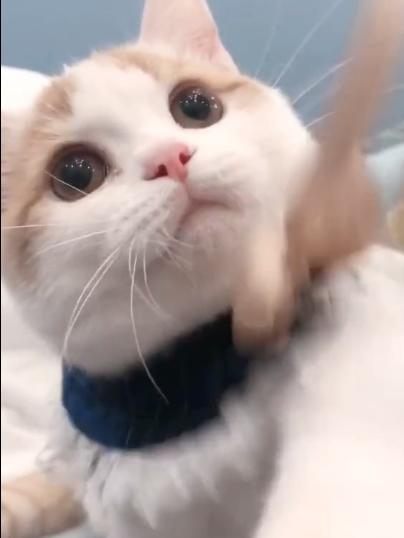 千万不要在找女朋友之前养猫