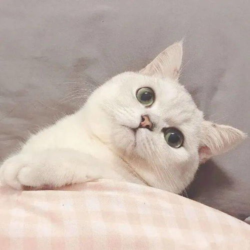 情头太懂事是一种什么体验