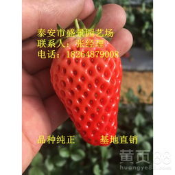 宁夏奥巴草莓苗园艺场-黄页88网