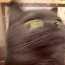 有没有不像情侣头像的情侣头像