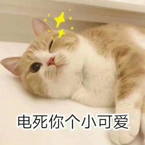 猫系女友的头像养猫