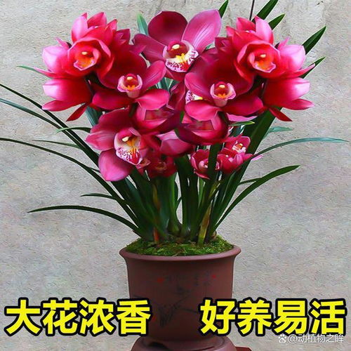 兰花的花语象征与寓意从高贵到纯洁的多重象征
