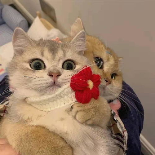 性价比高的猫粮有什么,其中全价猫粮怎么样