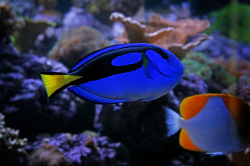 海底生物高清图片素材摄影图下载至来源处