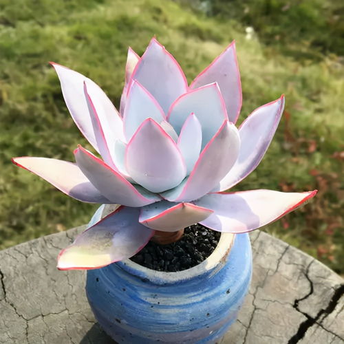 老花匠用破瓦罐养多肉,广寒宫2年长成巨无霸,比脸盆还大