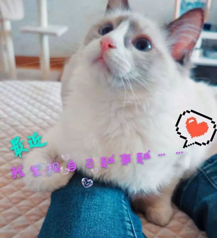 脑洞奇大还异常害羞,你家猫咪是假的吧怎么我家的就能把我一脚踹开
