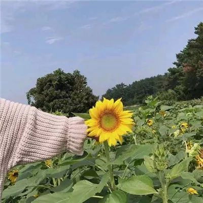 2023最新干净小清新风景头像