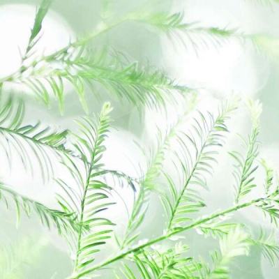 www.91tv官方最新ios安卓版手机app下载