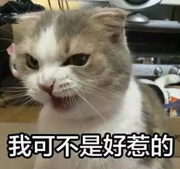 女朋友是猫,虽然傲娇,但是你在外面拈花惹草她都知道