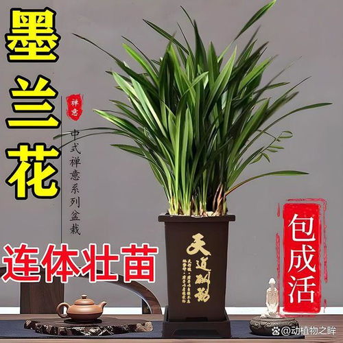 兰花的花语象征与寓意从高贵到纯洁的多重象征

