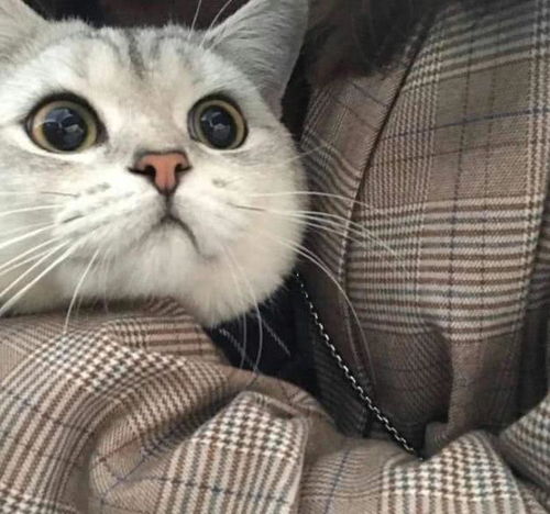 猫咪攻击前的表现有以下6种行为之一,保护好自己