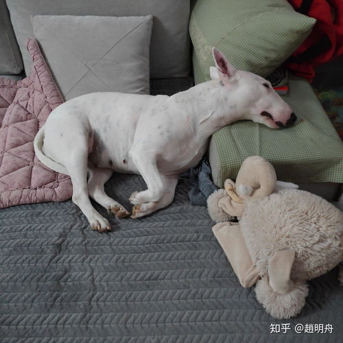 女生新手第一次养狗,上班,家里挺大的,养牛头梗合适吗