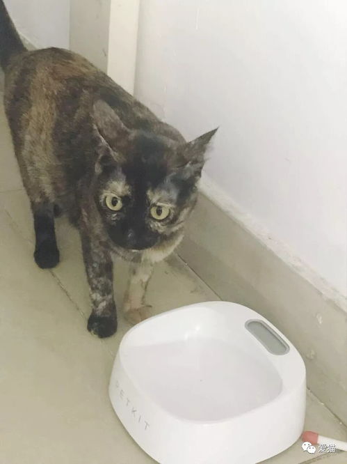网友强力吐槽女朋友养猫前和养猫后的变化,说多都是泪啊