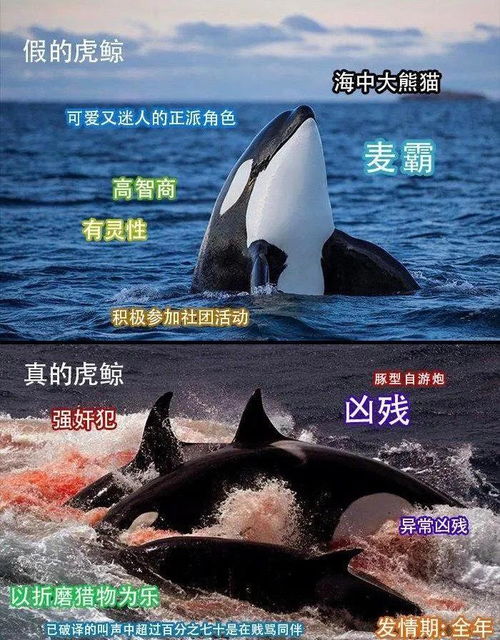 两极反转你以为熟悉的海洋生物,其真实面目却让人震惊
