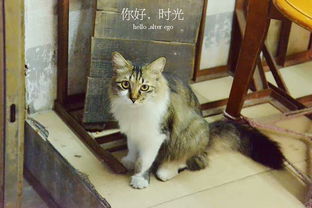 治愈系萌猫这是我见过最粘人的猫了