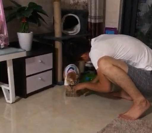 男友当初拒绝养猫,直到有天女友提前下班,从门缝里看到眼前这幕