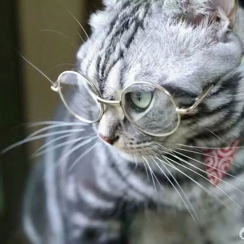 猫中的霸道总裁,爱上了