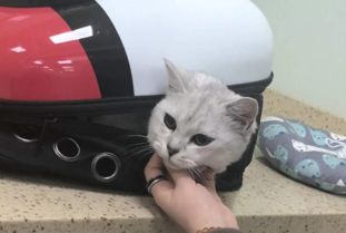 治愈系猫咪vs致郁系猫咪,每种喵星人都有被喜爱的理由