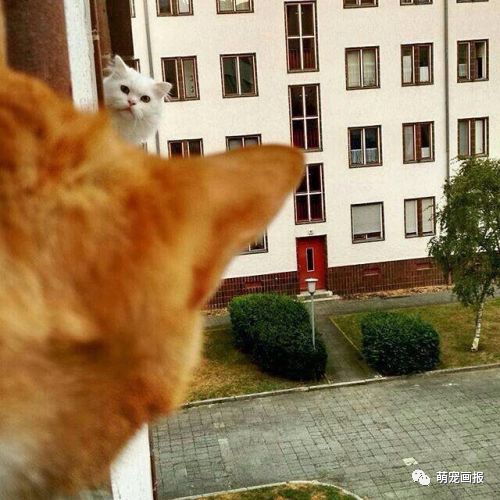 搞笑猫咪图片集锦