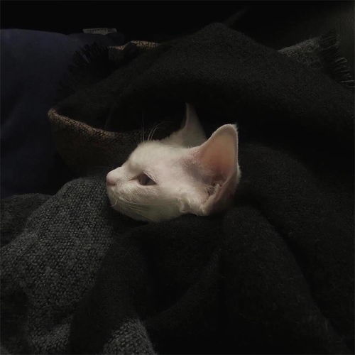猫咪宝贝旋律dj版网络歌手抖音music高音质在线试听猫咪宝贝旋律dj版歌词歌曲下载酷狗音乐