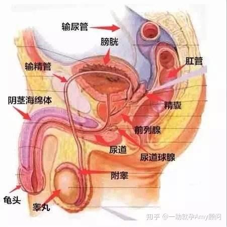 打算做第三代试管婴儿不孕夫妇说精液分析报告单怎么看
