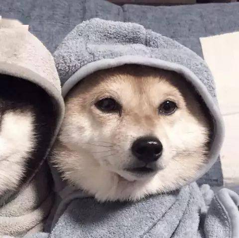 萌宠情侣头像
