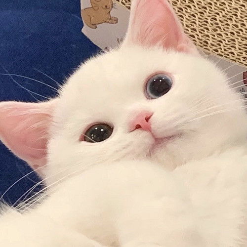 头像动漫猫头