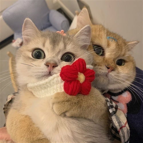 可爱猫咪情头总结了一些特别有幸福感的小事